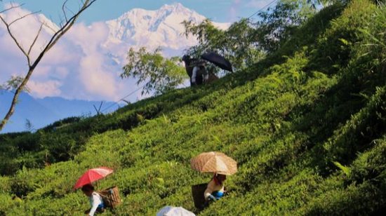 Tea Plucking